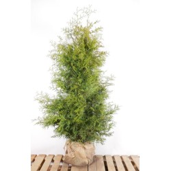 Thuja Brabant - Robuste, pflegeleichte Pflanzen. Dichtes Nadelkleid für natürliche Eleganz im Garten.