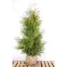 Thuja Brabant - Robuste, pflegeleichte Pflanzen. Dichtes Nadelkleid für natürliche Eleganz im Garten.