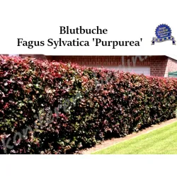 Blutbuche - Imposante Laubbaumart mit charakteristisch roten Blättern. Ideal für Parks und große Gärten.