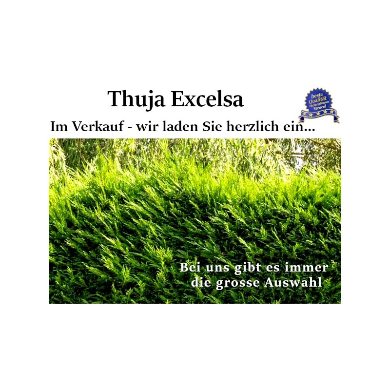Thuja 'Excelsa' - Kompakter Baum mit lebhaft grünen Nadeln. Ideal als Hecke oder für Gartenlandschaften.