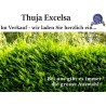 Thuja 'Excelsa' - Kompakter Baum mit lebhaft grünen Nadeln. Ideal als Hecke oder für Gartenlandschaften.