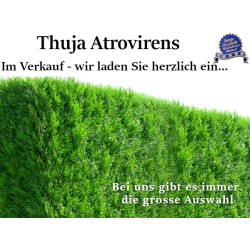 Thuja 'Atrovirens' - Kompakter Baum mit dunkelgrünen Nadeln. Ideal für Gärten und als Hecke. Winterhart und pflegeleicht.