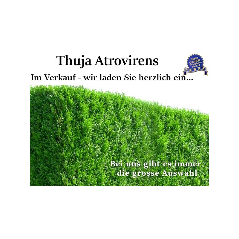 Thuja 'Atrovirens' - Kompakter Baum mit dunkelgrünen Nadeln. Ideal für Gärten und als Hecke. Winterhart und pflegeleicht.