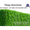 Thuja 'Atrovirens' - Kompakter Baum mit dunkelgrünen Nadeln. Ideal für Gärten und als Hecke. Winterhart und pflegeleicht.