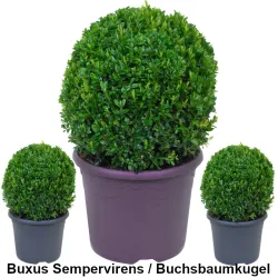 Buxus Sempervirens - Buchsbaumkugel Heckenpflanzen Mencel