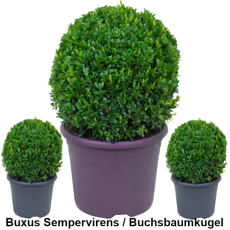 Buxus Sempervirens - Buchsbaumkugel Heckenpflanzen Mencel