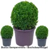 Buxus Sempervirens - Buchsbaumkugel Heckenpflanzen Mencel
