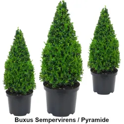 Buxus Sempervirens - Pyramide Heckenpflanzen Mencel