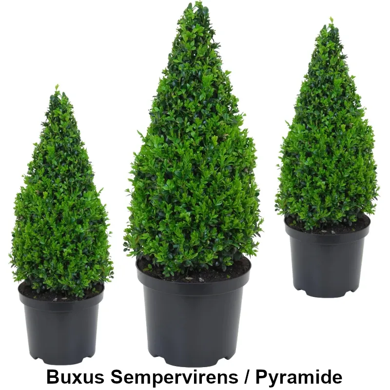 Buxus Sempervirens - Pyramide Heckenpflanzen Mencel