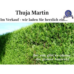 Thuja Martin - Kompakte Kegelform, immergrüne Nadeln. Ideal für Gärten. Entdecken Sie unsere vielseitigen Thuja-Sorten.