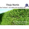 Thuja Martin - Kompakte Kegelform, immergrüne Nadeln. Ideal für Gärten. Entdecken Sie unsere vielseitigen Thuja-Sorten.