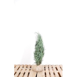 Blau Scheinzypresse - Blaue Nadeln, pflegeleicht. Perfekt für vielseitige Gärten. Genießen Sie die Einfachheit.