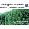 Blau Scheinzypresse - Tiefblaue Nadeln, aufrechter Wuchs. Geeignet für verschiedene Gärten. Entdecken Sie die Vielseitigkeit.