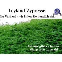 Leyland-Zypresse - Robust und pflegeleicht. Perfekt als winddichte Gartenbegrenzung. Erleben Sie die Vorzüge.