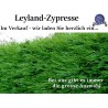 Leyland-Zypresse - Robust und pflegeleicht. Perfekt als winddichte Gartenbegrenzung. Erleben Sie die Vorzüge.