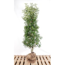 Portugiesischer Kirschlorbeer 'Angustifolia' - Immergrüner Strauch, schmale Blätter. Perfekt für Hecken.