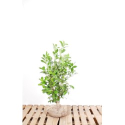 Kirschlorbeer 'Rotundifolia' - Immergrüner Strauch mit rundlichen Blättern. Ideal für Hecken und Gartengestaltungen.