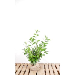 Kirschlorbeer 'Novita' - Kompakt, immergrüner Strauch, ideal für dichte Hecken. Entdecken Sie die Schönheit von 'Novita'.