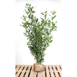 Kirschlorbeer 'Caucasica' - Dichter, immergrüner Strauch, perfekt für Hecken. Entdecken Sie die Vielseitigkeit.