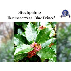 Ilex 'Blue Prince' - Kompakter Strauch, dunkelgrüne Blätter. Ideal für verschiedene Gartenarrangements.