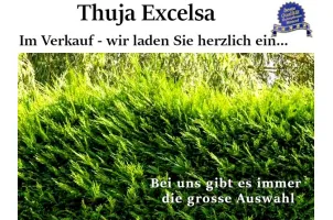 Thuja 'Excelsa' Riesen-Lebensbaum 'Excelsa' Thuja plicata 'Excelsa'