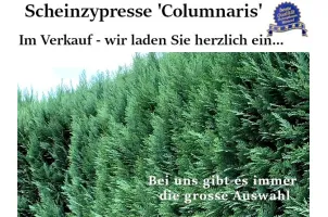 Blau Scheinzypresse Ballenware