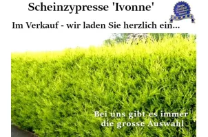 Gelbe Scheinzypresse Ballenware