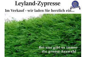 Leyland-Zypresse Ballenware