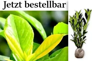 Kaukasischer Kirschlorbeer, Lorbeerkirsche Prunus laurocerasus L.