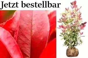 Rote Glanzmispel 'Red Robin', Photinia ×fraseri 'Red Robin'.