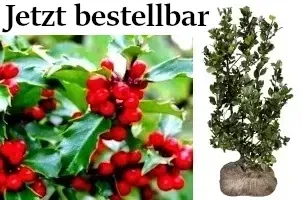 Stechpalme Ilex 'Blue Maid', 'Heckenfee', 'Blue Prince', 'Heckenstar'.