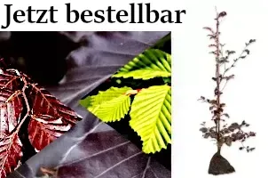 Blutbuche und Hainbuche