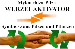 Mykorrhiza, Mykorrhiza-Pilze, Wurzelhilfe, Wurzelaktivator.