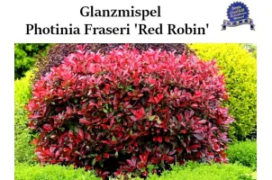 Rote Glanzmispel 'Red Robin' Photinia ×fraseri 'Red Robin'