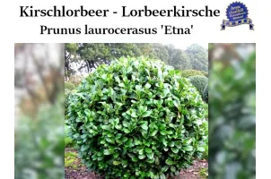 Kirschlorbeer 'Etna' Ballenware