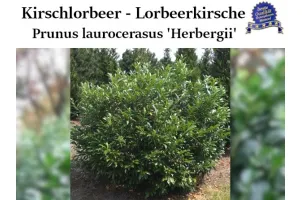 Kirschlorbeer 'Herbergii' Ballenware