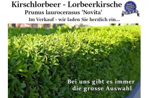 Kirschlorbeer 'Novita' Ballenware