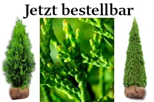 Lebensbaum, Thuja, Abendländische Lebensbaum Thuja.