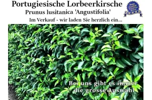 Portugiesische Kirschlorbeer 'Angustifolia' Ballenware