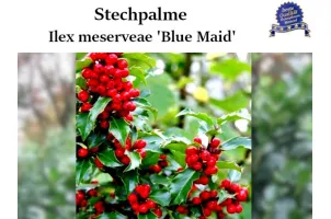 Ilex 'Blue Maid' Ballenware