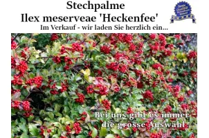 Stechpalme 'Heckenfee', Ilex meserveae 'Heckenfee'