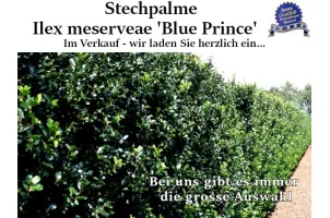 Ilex meserveae 'Blue Prince', Stechpalme 'Blue Prince'