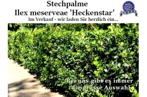 Ilex 'Heckenstar' Ballenware