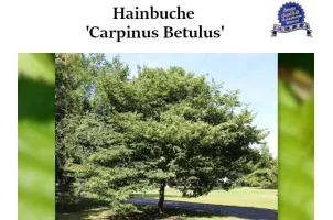 Hainbuche, Gemeine Hainbuche, Weißbuche, Hagebuche  'Carpinus betulus'