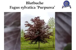 Blutbuche, Purpurbuche, Fagus Sylvatica 'Purpurea'