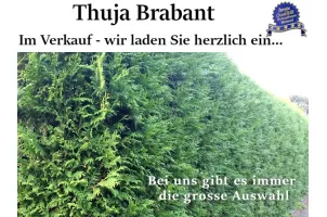 Thuja 'Brabant' Ballenware