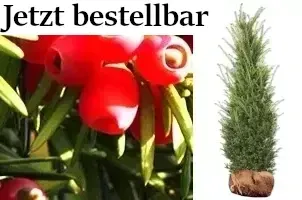 Eiben Taxus, Becher-Eibe.