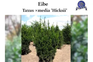 Taxus 'Hicksii', Taxus ×media 'Hicksii', Becher-Eibe 'Hicksii'.