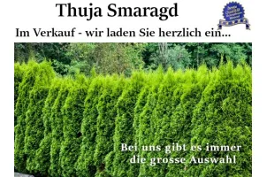 Thuja 'Smaragd', Thuja occidentalis 'Smaragd', Lebensbaum 'Smaragd'