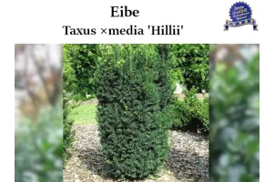 Taxus'Hillii', Taxus ×media 'Hillii', Becher-Eibe 'Hillii'.